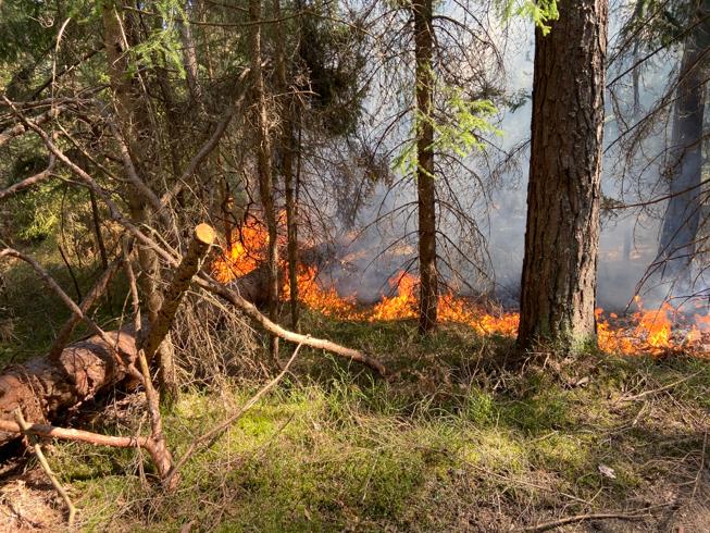 Waldbrand am Libitsch