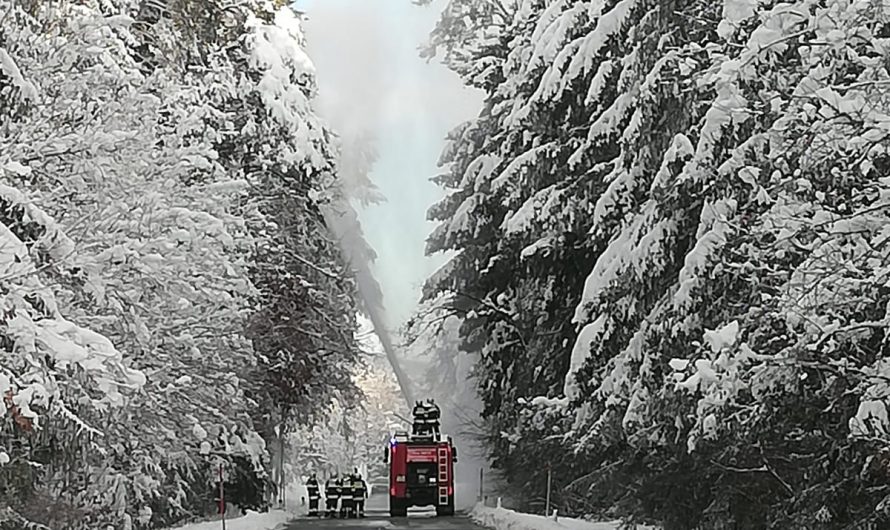 Bäume von Schneelast befreien