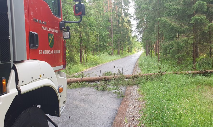 Baum auf Fahrbahn