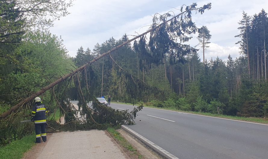 Baum auf Fahrbahn